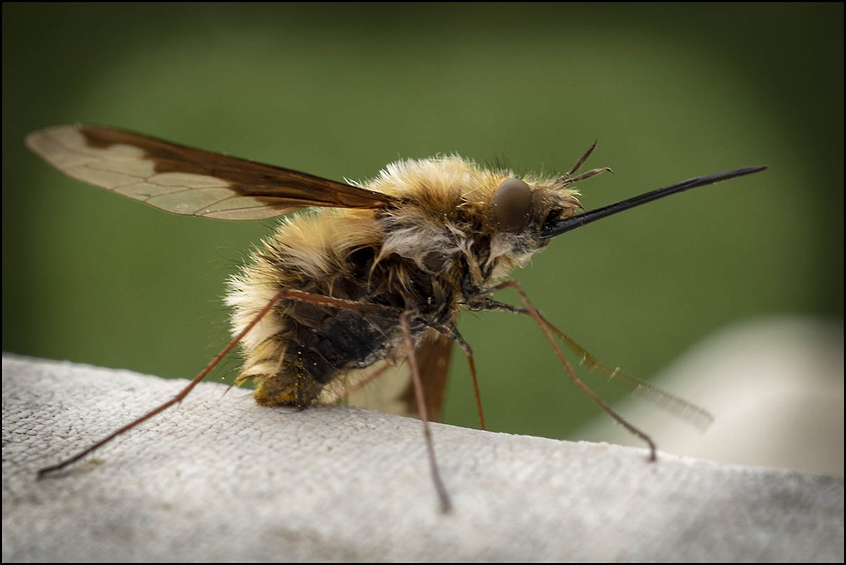 Dlouhososka velká (Bombylius major) 