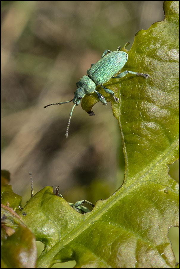Listohlod zlatozelený (Phyllobius argentatus) 