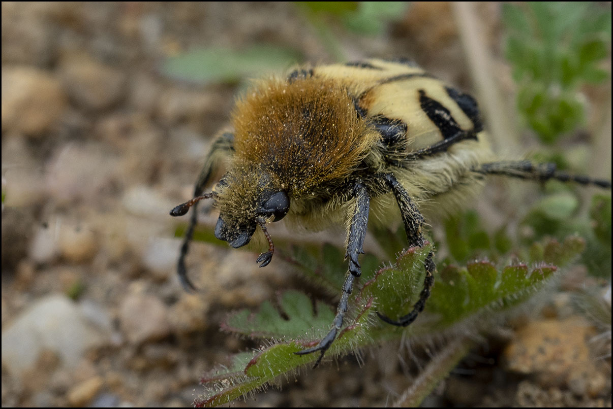 Zdobenec skvrnitý (Trichius fasciatus L.)..