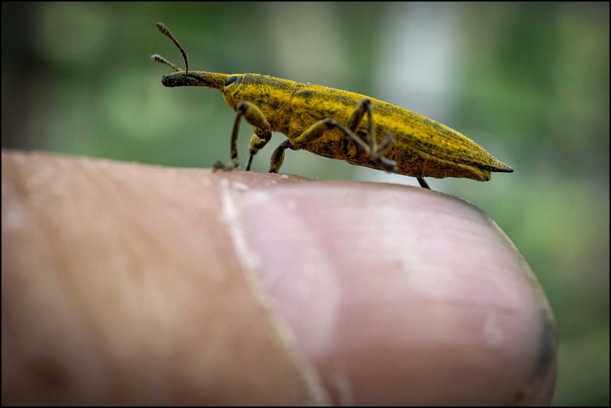 Lixus bardanae - nosatec