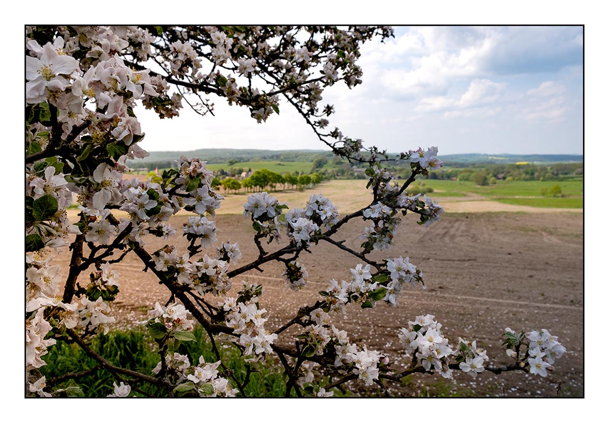 Rozkvetlá krajina