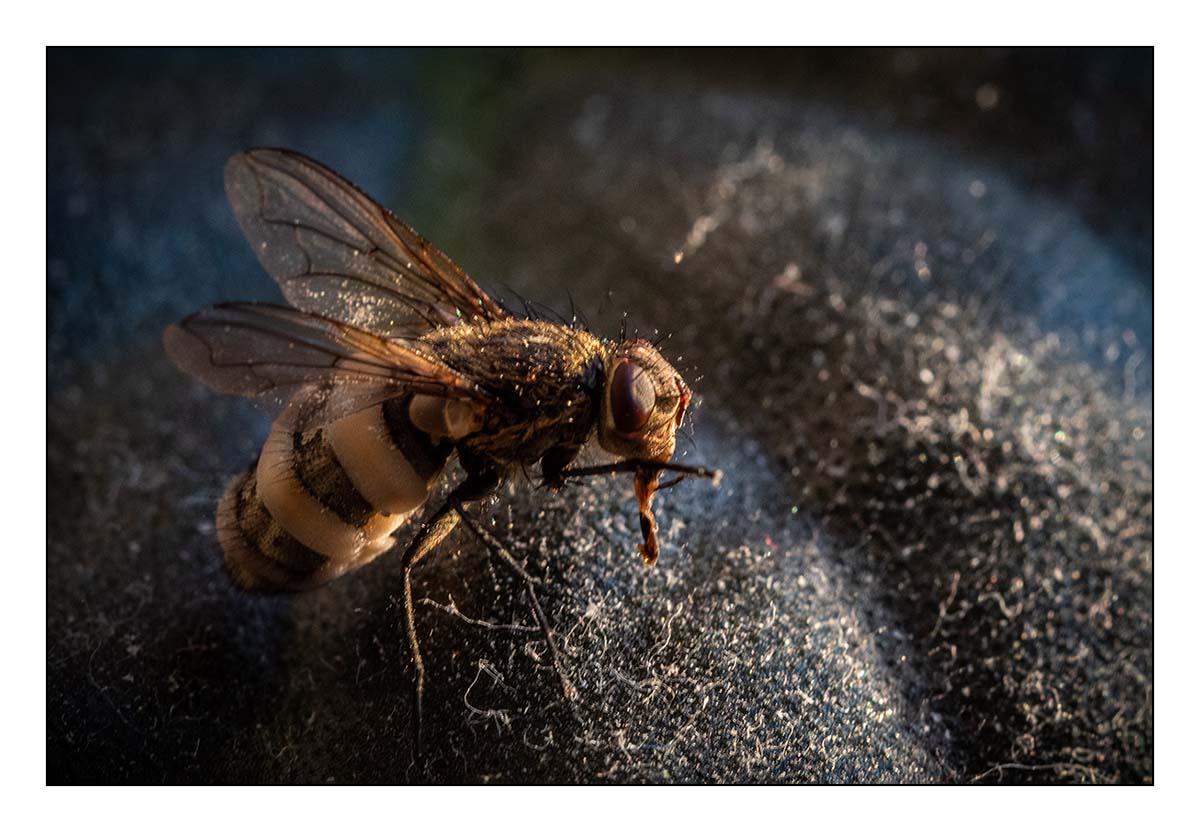 Hmyzomorka muší (  Entomophthora muscae )