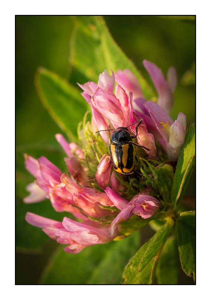 Cryptocephalus vittatus